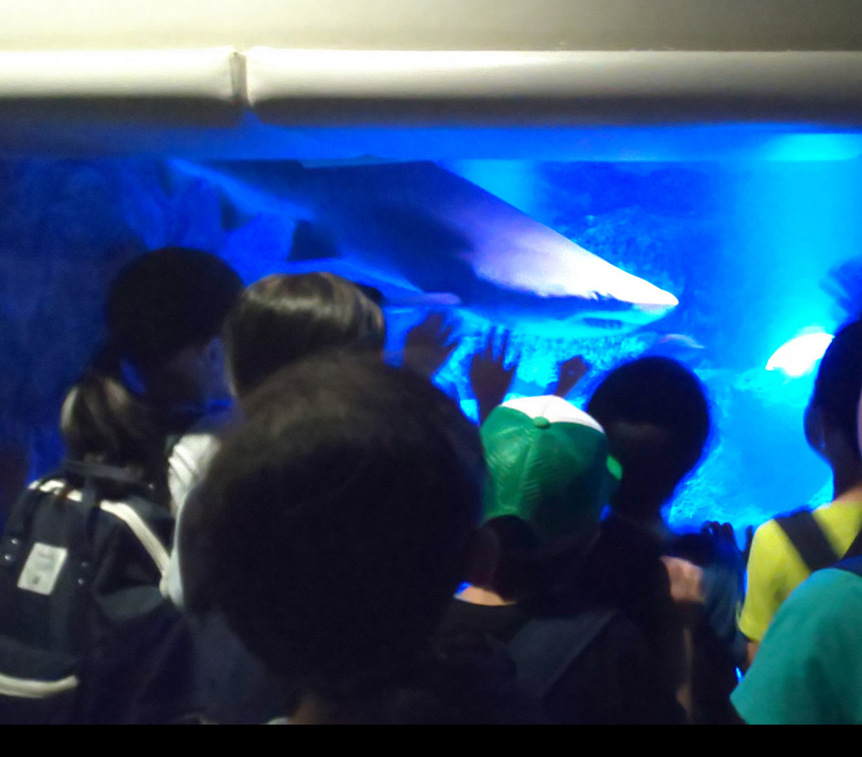 初の遠足で大満足！すみだ水族館